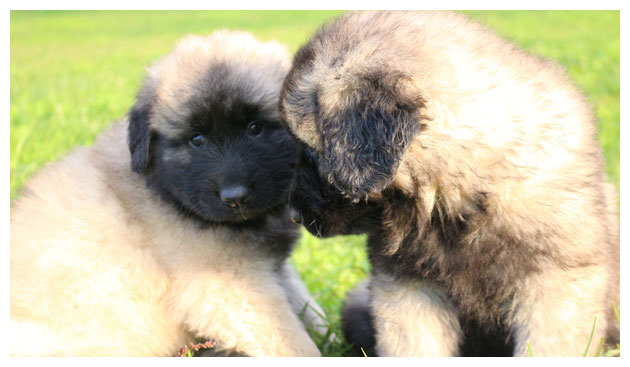 Cão Serra da Estrela